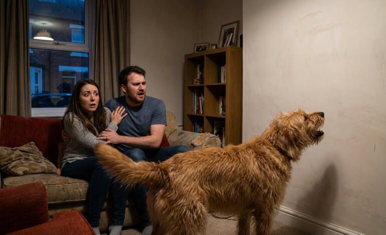 Mi perro no dejaba de gruñirle a una pared… cuando la derribamos, casi me desmayo